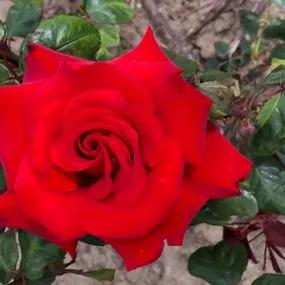 My Valentine Hybrid Tea Rose (Rosa My Valentine) 4